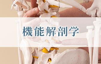 機能解剖学